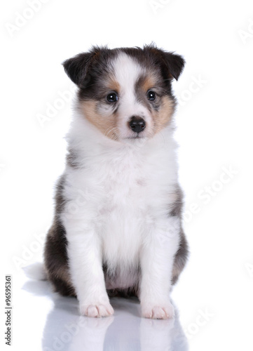 Small Sheltie puppy on a white background