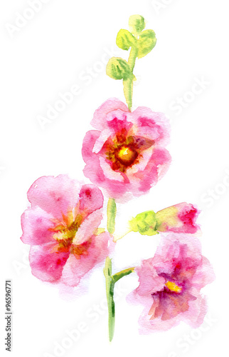 Pink Mallow Flowers