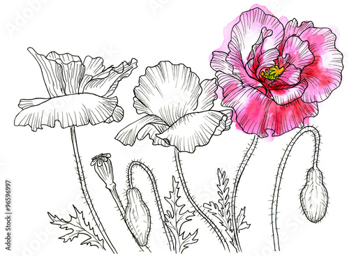 Fototapeta Line ink drawing of flower