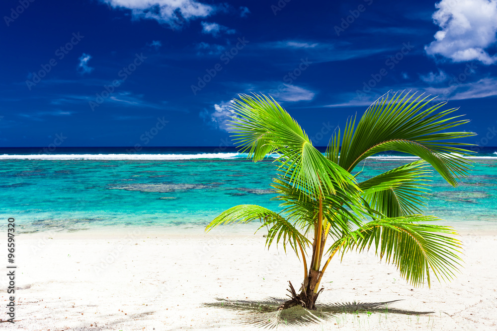 Obraz premium Single small palm tree on a Rarotonga beach, Cook Islands