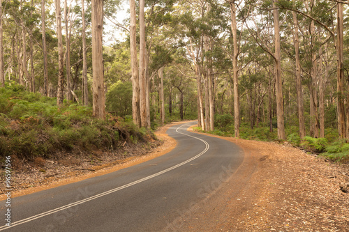 Tall Karri Trees in the Karri Forest with Winding Road