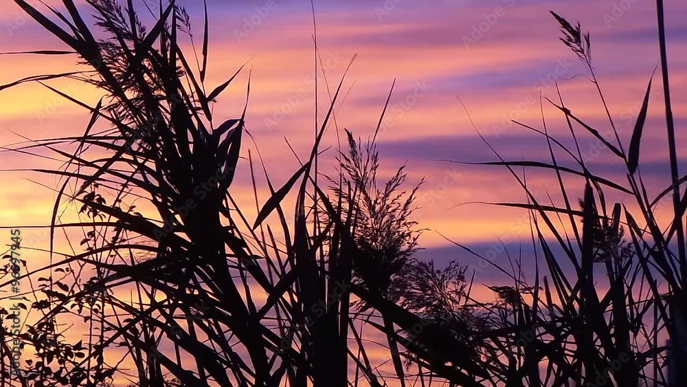 sunset in autumn flower