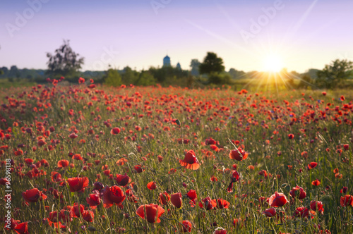 landscape with nice sunset over poppy field © kishivan