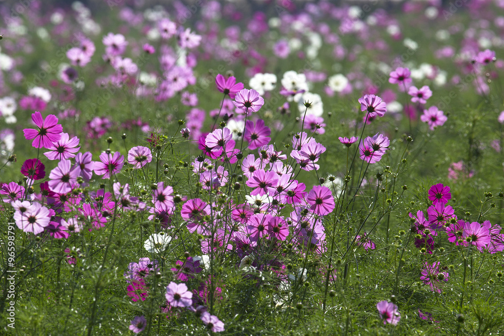 Cosmos flower (Cosmos Bipinnatus) with blurred background Cosmos flower (Cosmos Bipinnatus) with blurred background
