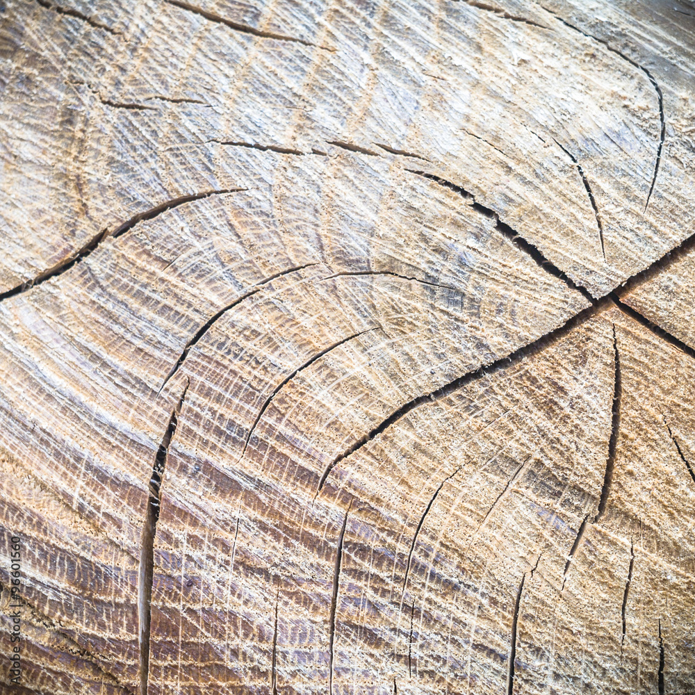 Fototapeta premium wood