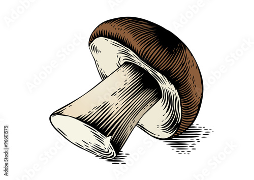 One boletus mushroom