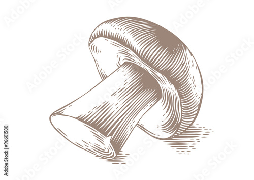 One boletus mushroom