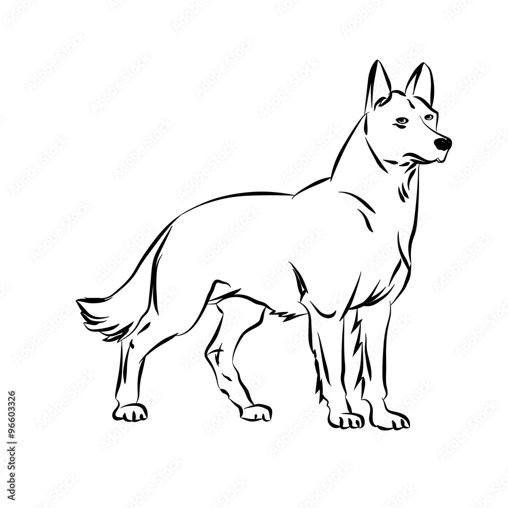 Fototapeta premium Vector image of an dog