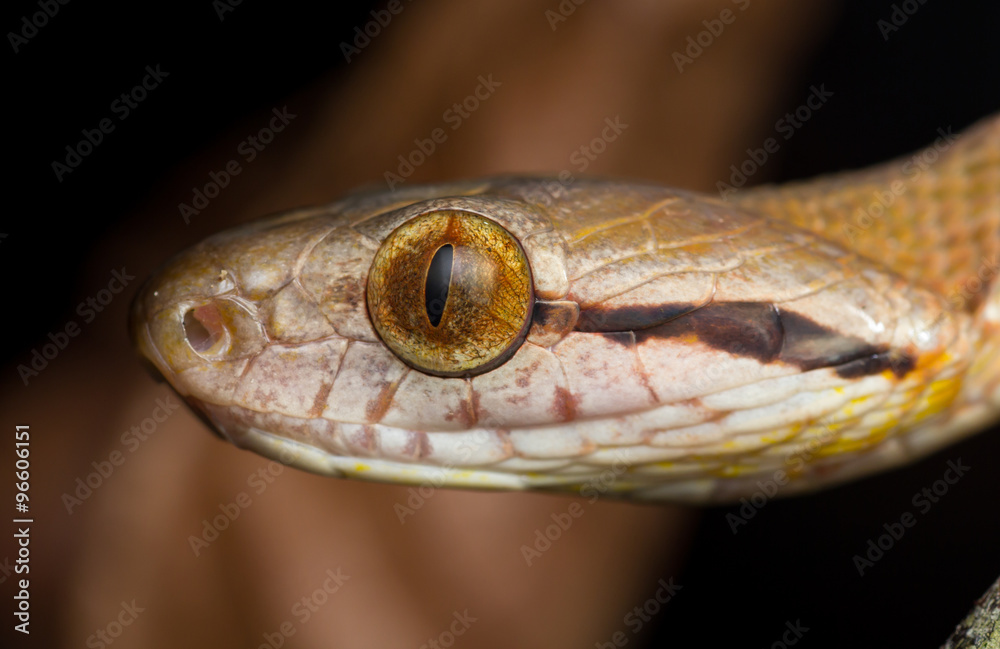 Dog-toothed cat snake Dog-toothed cat snake