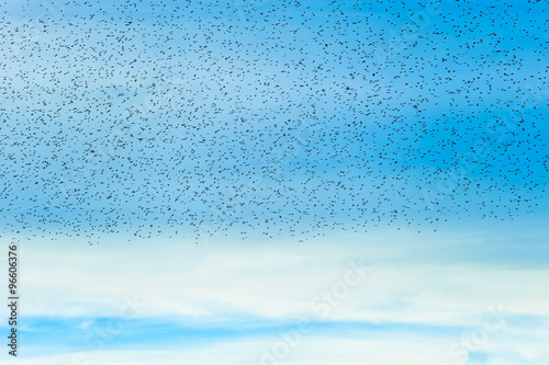 Flock of birds on blue sky