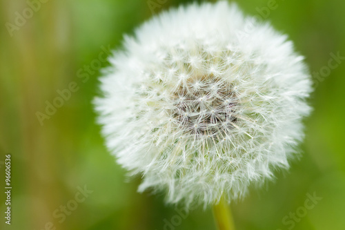 dandelion