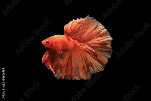 Obraz na płótnie Orange siamese fighting fish isolated on black background