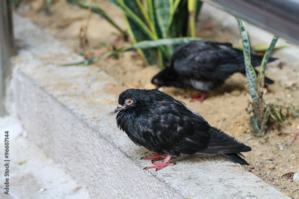 Obraz premium Black Dove