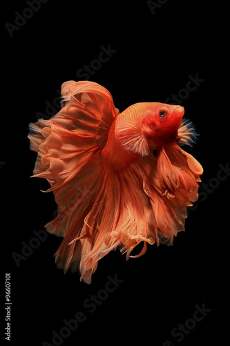 Orange siamese fighting fish isolated on black background.Ballerina betta fish