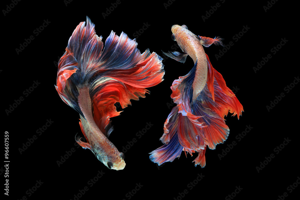 Naklejka premium Dual betta fish isolated on black background. ( Mascot double tail ) Ballerina betta fish