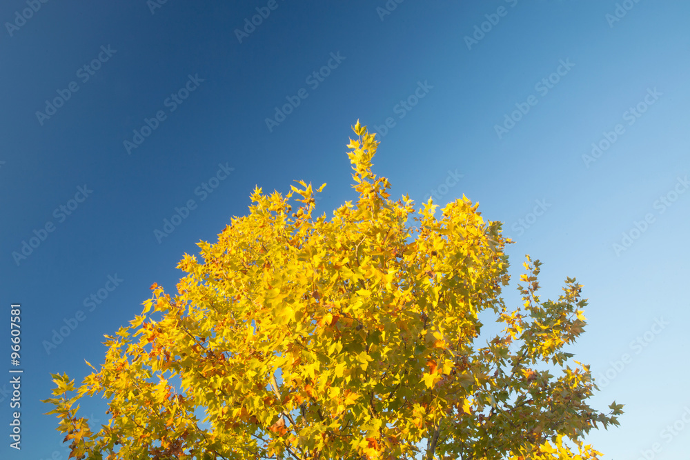 Fototapeta premium Tree full of yellow leaves