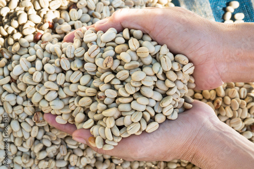 The hands shove dry coffee beans.