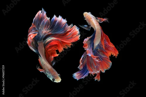 Fototapeta Dual betta fish isolated on black background. ( Mascot double tail ) Ballerina betta fish