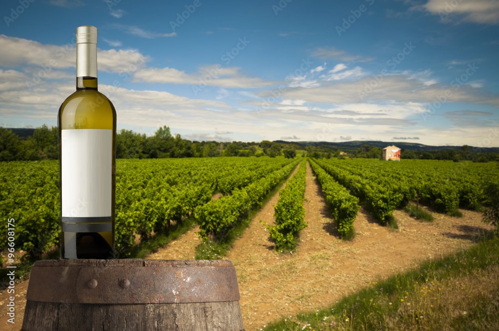 Wine, barrel and vine on background of vineyard