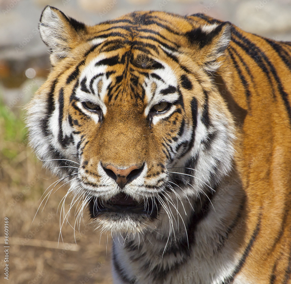 Tiger Tiger