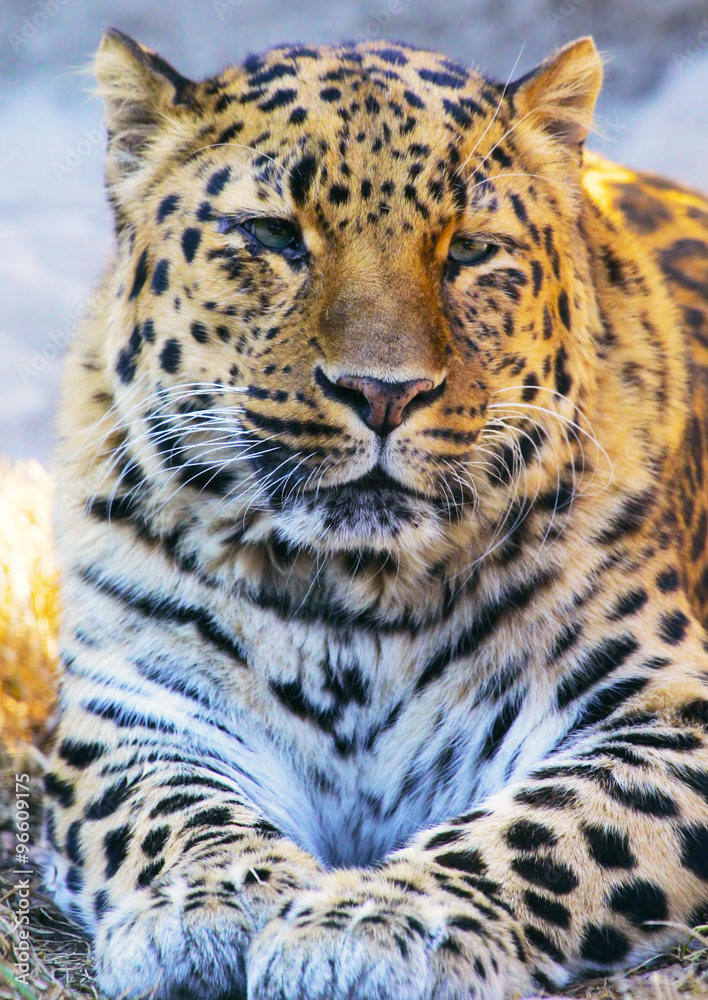 Obraz premium Jaguar