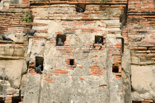 Fotografie Birds live in the hole of brick wall in an old contemporary temple in Ayuthaya T