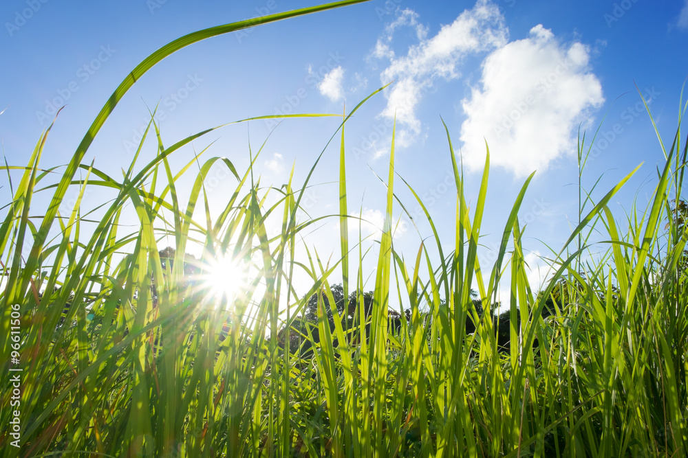 Obraz premium Green Grass and Blue Sky