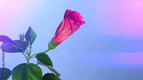 Red hibiscus flower blooming in time-lapse on a blue background. Time lapse.