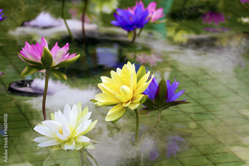 plastic colorful decoration lotus in pond,Taipei