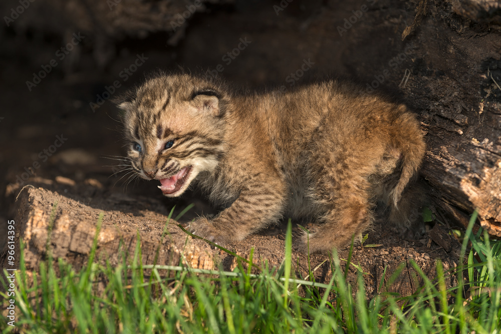 Obraz premium Baby Bobcat Kitten (Lynx rufus) Cries Out from Within Log