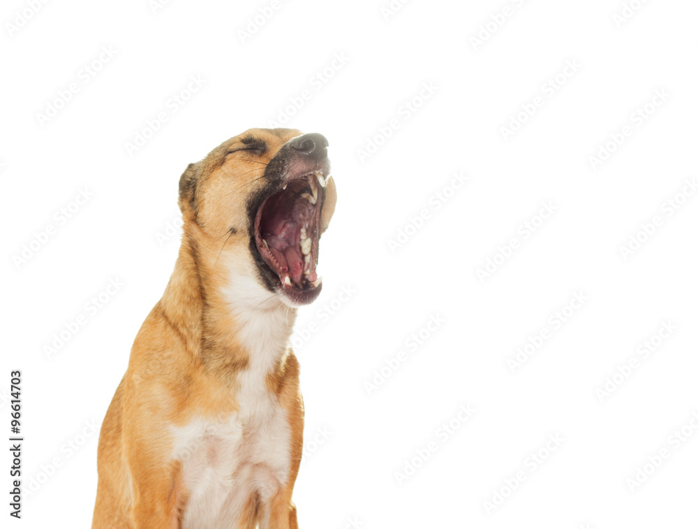 funny dog yawns on a white background