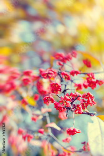Natural autumnal blurred background with flowers