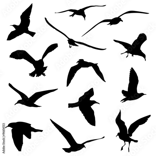 various birds flying silhouettes © Vizualbyte