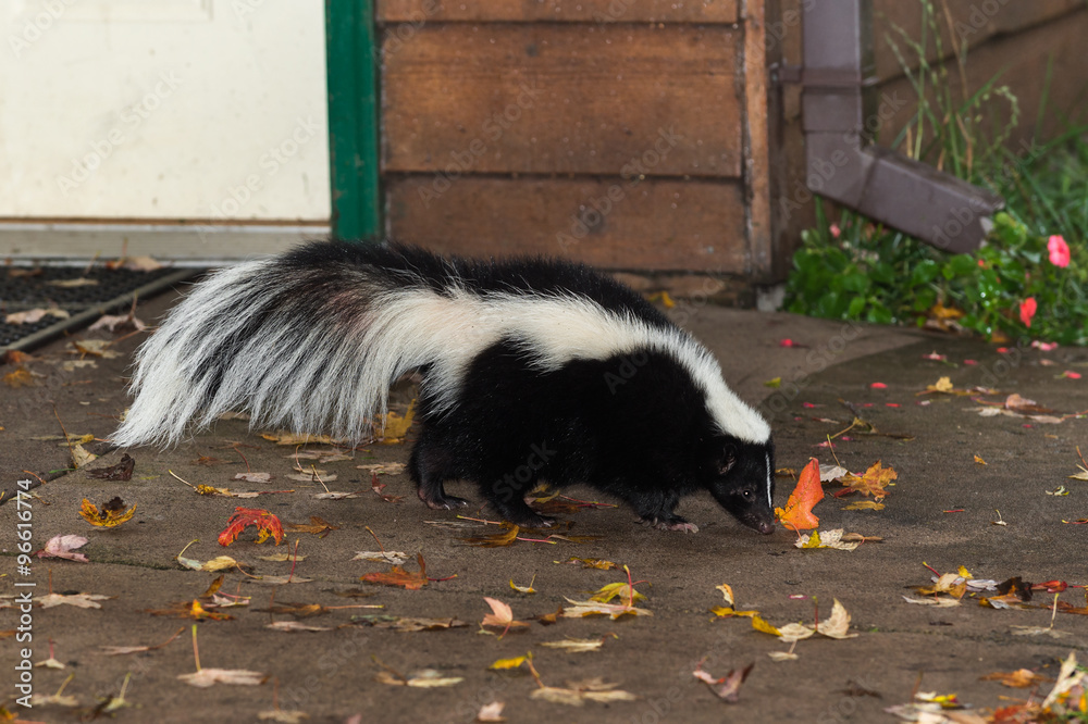 Striped Skunk (Mephitis mephitis) Walks Near Home