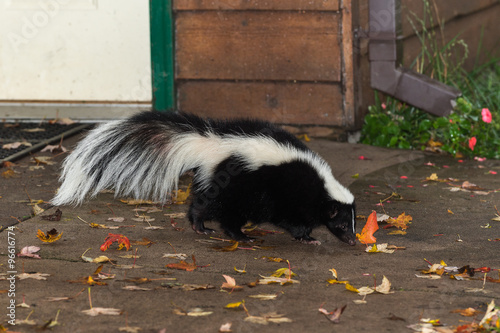 Obraz na płótnie Striped Skunk (Mephitis mephitis) Walks Near Home w salonie