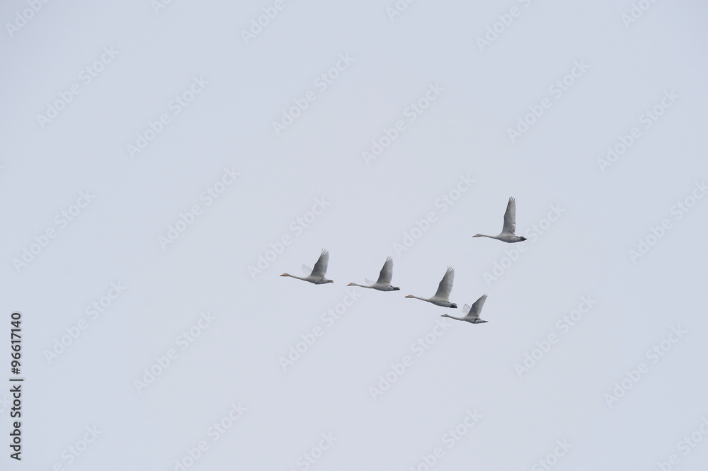 A flock of swans flying against the backdrop of an overcast autumn sky