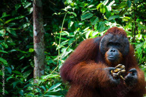 Orang Utan alpha male with banana in Borneo Indonesia