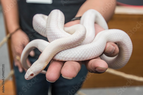 Opale Corn Snake or white snake coiling around man hand photo