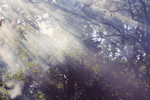 Morning sunbeam in forest with smoke © torriphoto
