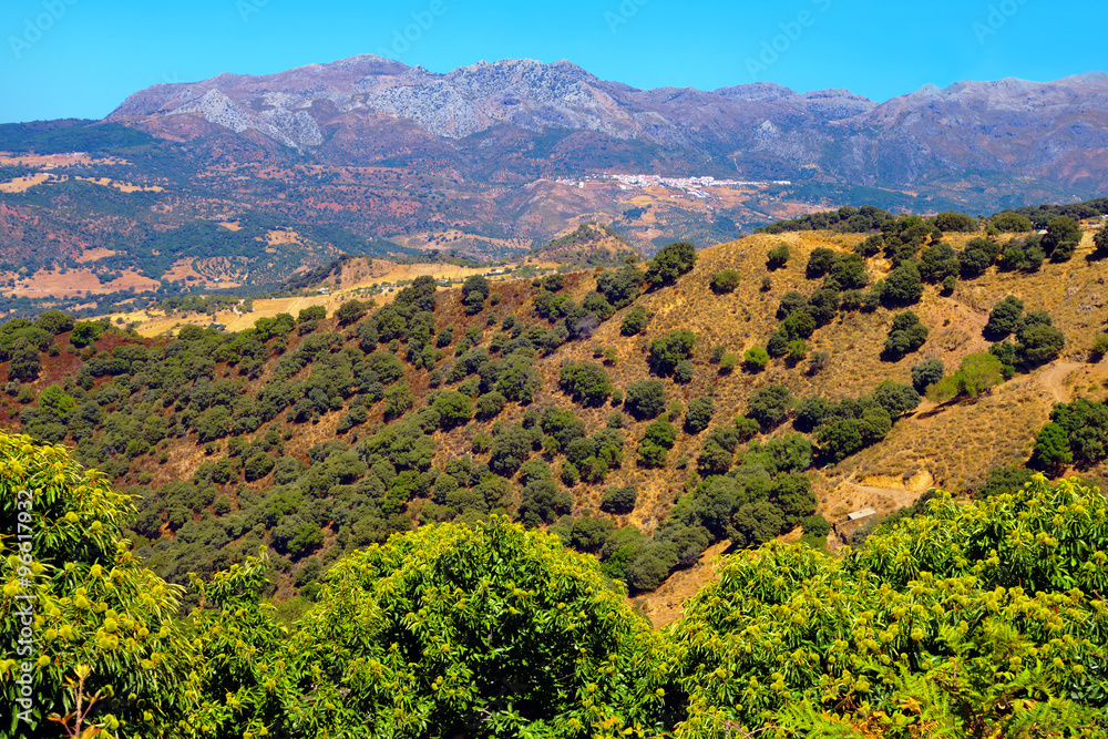 Fototapeta premium Andalusian landscape.