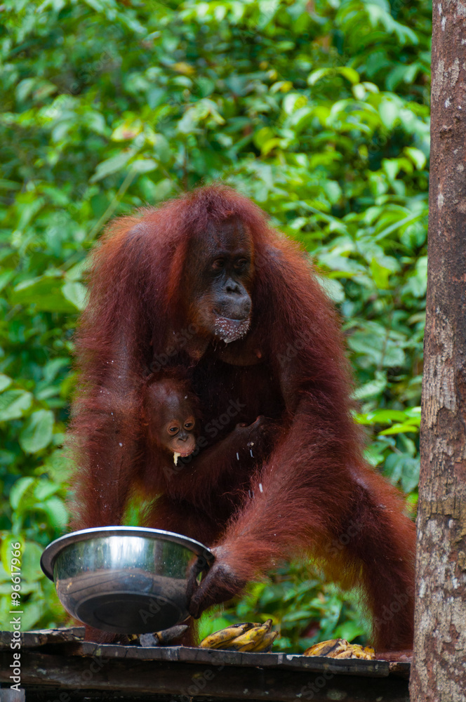 Obraz premium Orang Utang drinking from bowl in jungle of Borneo