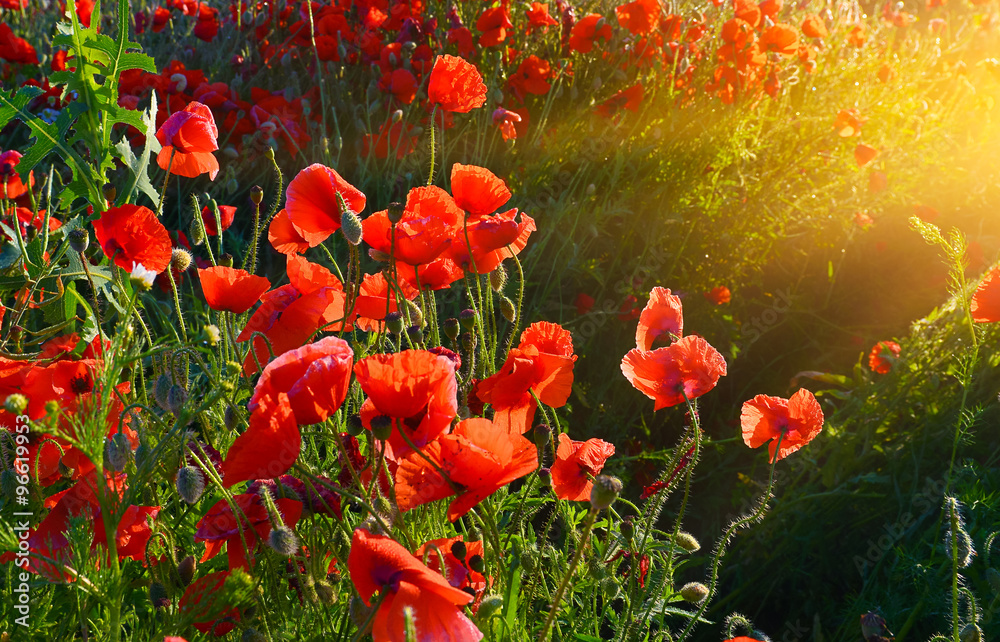 Obraz premium Poppies