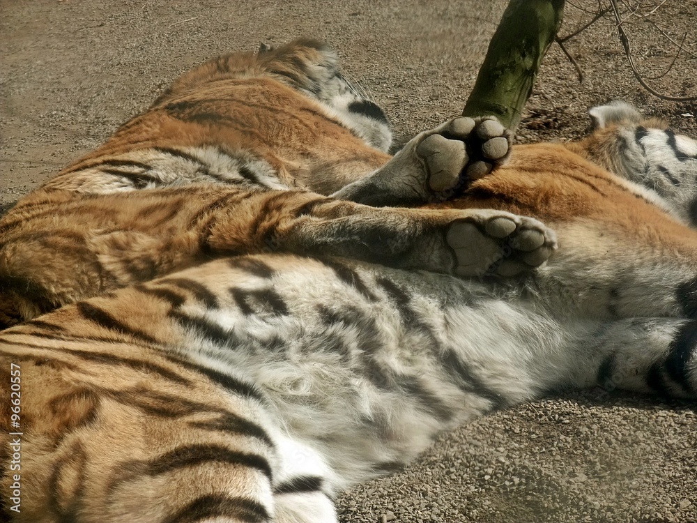 Naklejka premium Zwei Tiger