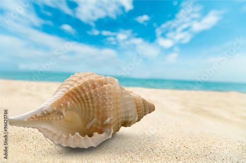 Shell.