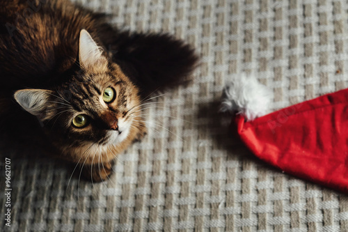 cute adorable sweet cat playing with stylish christmas red hat,