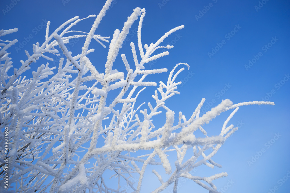 Beautiful birch branches in the snow decoration . Beautiful birch branches in the snow decoration .