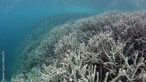 Fragile Corals in Indonesia photo