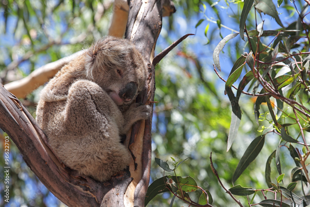 Fototapeta premium Koala (Phascolarctos cinereus)