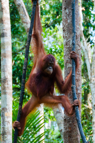 Orang Utan hanging on a tree in the jungle, Indonesia © attiarndt