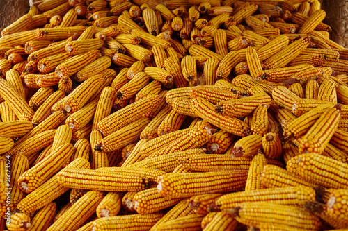 Corn cobs in a barn